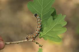 Attēlu rezultāti vaicājumam “Phalera bucephala”