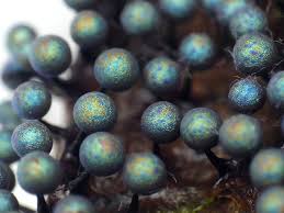 Attēlu rezultāti vaicājumam “Lamproderma sp.”