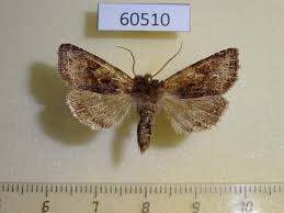 Attēlu rezultāti vaicājumam “Cerastis leucographa”