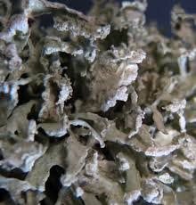 Attēlu rezultāti vaicājumam “Ramalina pollinaria”