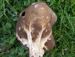 Attēlu rezultāti vaicājumam “Helvella acetabulum”