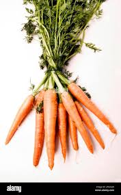 Attēlu rezultāti vaicājumam “Daucus sativus”