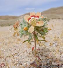 Attēlu rezultāti vaicājumam “Polemoniaceae”