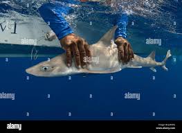 Image result for Mustelus canis