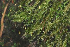 Attēlu rezultāti vaicājumam “Pohlia”