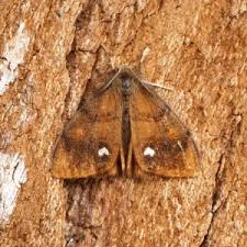 Attēlu rezultāti vaicājumam “Orgyia antiqua imago”