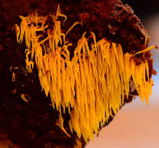 Attēlu rezultāti vaicājumam “Mucronella subtilis”