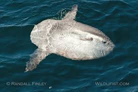 Image result for Mola mola