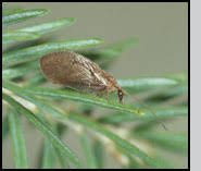 Attēlu rezultāti vaicājumam “Hemerobius perelegans”