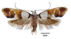 Attēlu rezultāti vaicājumam “Oecophoridae”