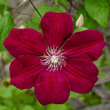 Attēlu rezultāti vaicājumam “Clematis flower”