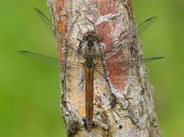 Attēlu rezultāti vaicājumam “Sympetrum vulgatum male”