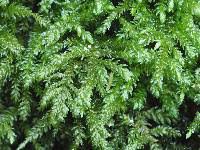 Attēlu rezultāti vaicājumam “Thamnobryum subserratum”