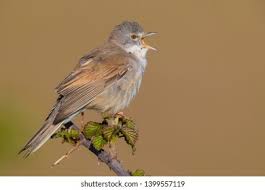 Attēlu rezultāti vaicājumam “Sylvia communis adult”