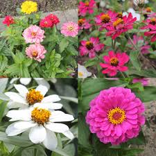Image result for Zinnia violacea