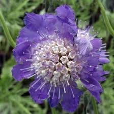 Image result for scabiosa caucasica