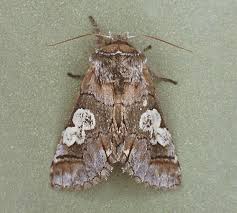 Attēlu rezultāti vaicājumam “Diloba caeruleocephala”