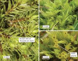 Attēlu rezultāti vaicājumam “Aulacomnium”