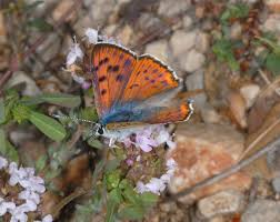 Attēlu rezultāti vaicājumam “Lycaena alciphron underside”
