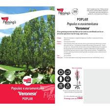 Attēlu rezultāti vaicājumam “Populus x petrowskyana”