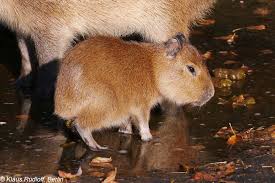 Attēlu rezultāti vaicājumam “Hydrochoerus hydrochaeris”