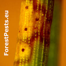 Attēlu rezultāti vaicājumam “Brachonyx pineti”