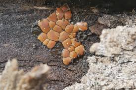 Attēlu rezultāti vaicājumam “Trichiaceae, Hemitrichiaceae, Arcyriaceae”