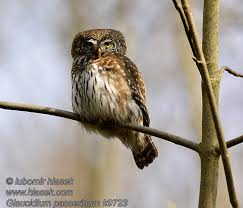 Attēlu rezultāti vaicājumam “Glaucidium passerinum adult”