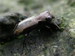 Attēlu rezultāti vaicājumam “Notiophilus biguttatus”