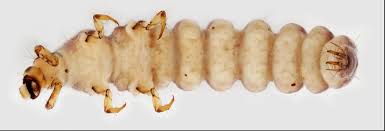 Attēlu rezultāti vaicājumam “Hadula trifolii larva”