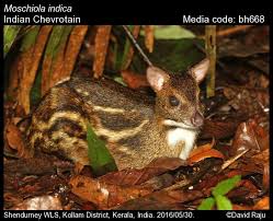 Attēlu rezultāti vaicājumam “Artiodactyla”