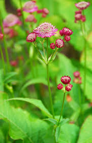 Attēlu rezultāti vaicājumam “Astrantia major leaf”