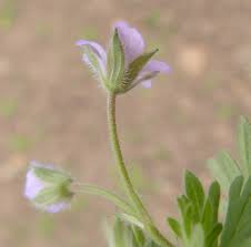 Attēlu rezultāti vaicājumam “Geranium pusillum flower”