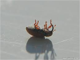 Attēlu rezultāti vaicājumam “Brachonyx pineti”