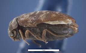 Attēlu rezultāti vaicājumam “Cribraria tenella macro”