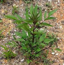 Attēlu rezultāti vaicājumam “Bidens frondosa”