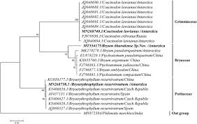 Attēlu rezultāti vaicājumam “Bryum amblyodon”