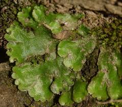 Attēlu rezultāti vaicājumam “Reboulia hemisphaerica”