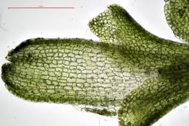 Attēlu rezultāti vaicājumam “Leiocolea rutheana sporophyte”