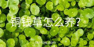 「銅錢草」的圖片搜尋結果