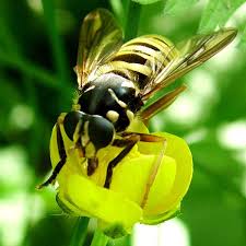 Attēlu rezultāti vaicājumam “Temnostoma vespiforme”