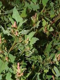 Attēlu rezultāti vaicājumam “Atriplex calotheca”