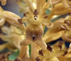 Attēlu rezultāti vaicājumam “Neottia nidus-avis”