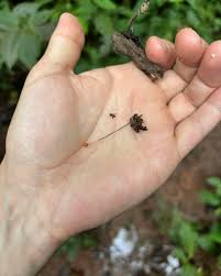 Attēlu rezultāti vaicājumam “Lycogala conicum spores”