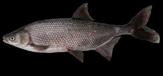 Image result for Mylopharodon conocephalus