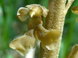 Attēlu rezultāti vaicājumam “Neottia nidus-avis fruit”