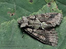 Attēlu rezultāti vaicājumam “Allophyes oxyacanthae”