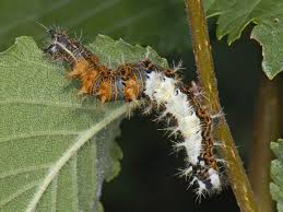 Attēlu rezultāti vaicājumam “Polygonia c-album larva”