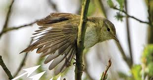 Image result for Phylloscopus ibericus