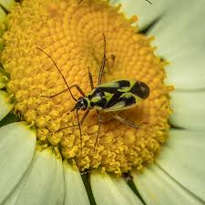 Attēlu rezultāti vaicājumam “Grypocoris sexguttatus”